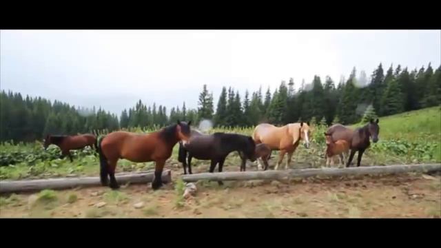 Українська пісня Ukrainian song. Квітка чарівниця смотреть онлайн