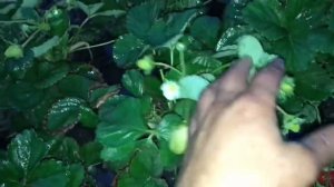 ОБЯЗАТЕЛЬНО СДЕЛАЙ ТАК! УХОД ЗА РАССАДОЙ КЛУБНИКИ.