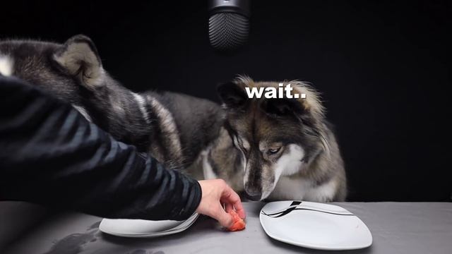 Huskies Review Citrus Fruits! смотреть онлайн