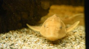 !GOLD! Hypostomus plecostomus 30cm