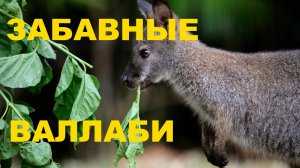 Валлаби - австралийские мини кенгуру / Полное видео #funny animals #interesting