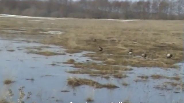 Охота на гусей. Часть 1