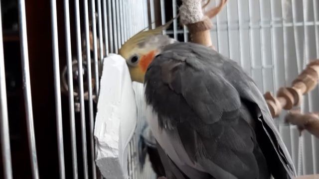 День из жизни попугая кореллы. Мои домашние питомцы