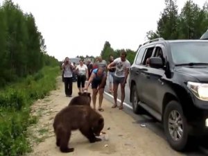 Медведи и дикие люди на трассе Ухта Сыктывкар