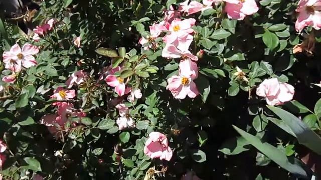 Nearly Wild Rose, Lisa's Landscape & Design "Plant Pick of the Day" смотреть онлайн