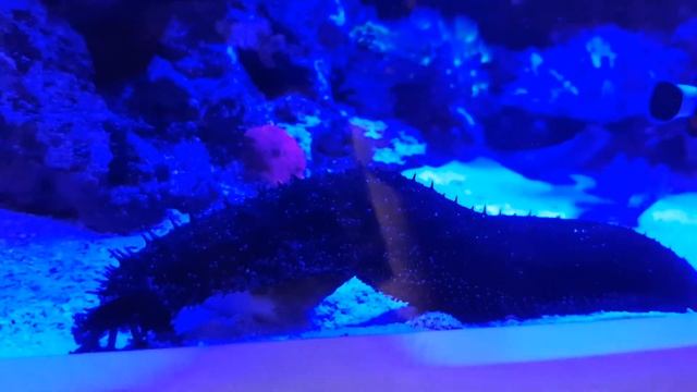 Огурец морской чёрный. смотреть онлайн