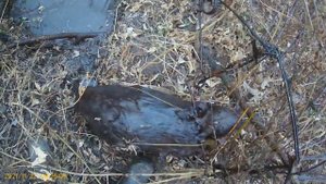 0хота на бобра капканами кп-320. Сработала приманка.