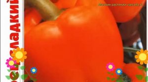 Перец сладкий Гурме F1. Краткий обзор, описание характеристик capsicum annuum Gurme F1