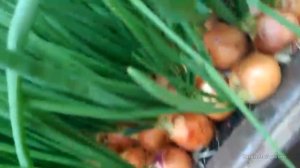 Обзор зелени лука Каратальский VS лук Штутгартер Ризен