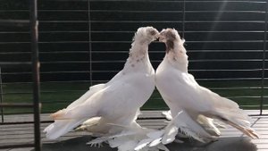 Узбекские голуби «гульбадамы»2019 года