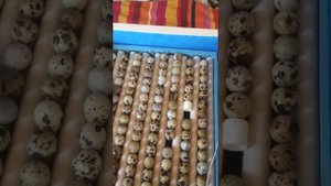 Перепелки из магазинных яиц!!!И снова опыт?!!