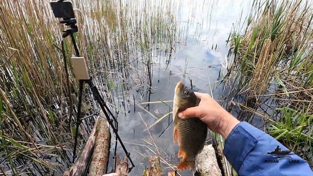 РЫБАЛКА на ПОПЛАВОК в КАМЫШЕ ! Ловля на ПРОСТУЮ СНАСТЬ в тихом месте . смотреть онлайн