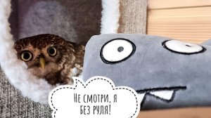 Сыч Лучик потерял свой хвостик! Не смотрите, он стесняется!