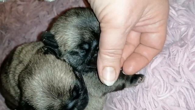 Мопсяткам 10 дней(4) смотреть онлайн