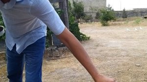Бакинские супер голуби ФУАДА в Баку.(старопородные) Продолжение.
