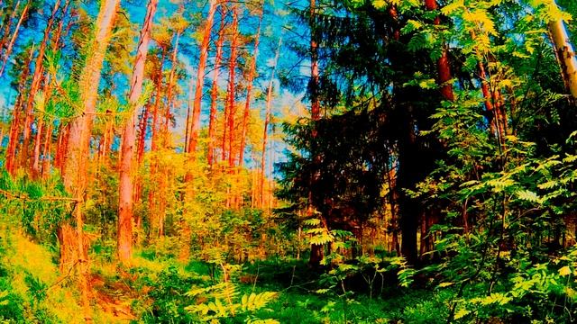 Звуки осеннего леса смотреть онлайн