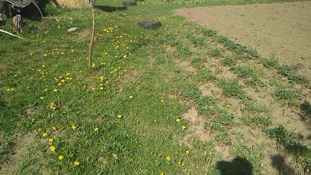 Сажаем огурцы 1 смотреть онлайн