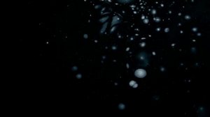 Lacrimosa by Zbigniew Preisner from Tree of Life. (Original Song)