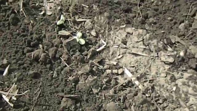 Прополка подсолнечника 2016 неудачное боронование смотреть онлайн