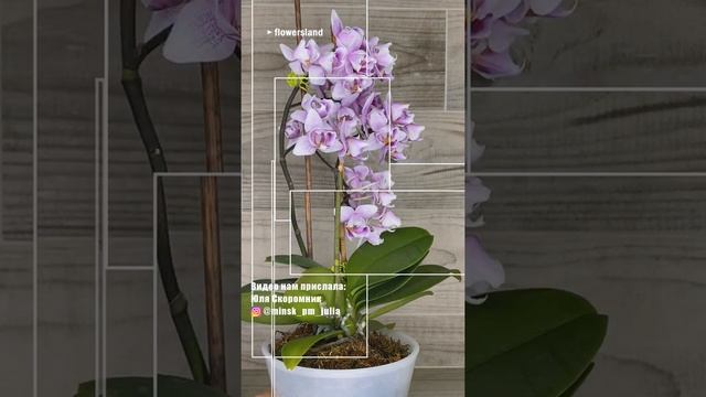 Фаленопсис 'Пинк Дрим' пелорик (Phalaenopsis 'Pink Dream' peloric)