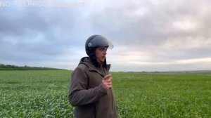 Озимая пшеница Юка и Таня, сравнением сортов 26.05.2022