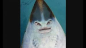 Неопознанные животные