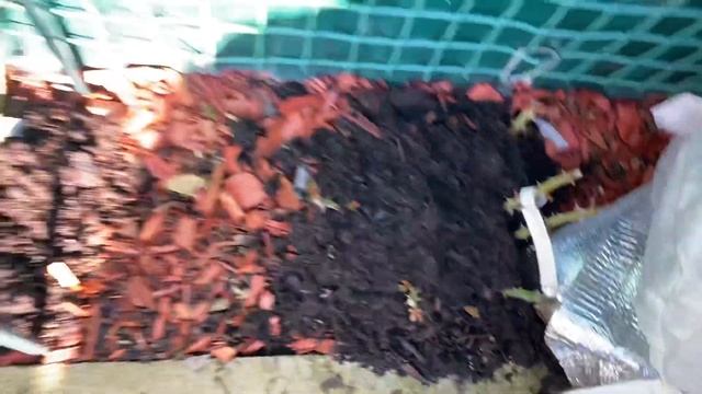 Как перезимовали мои розы в кашпо! смотреть онлайн