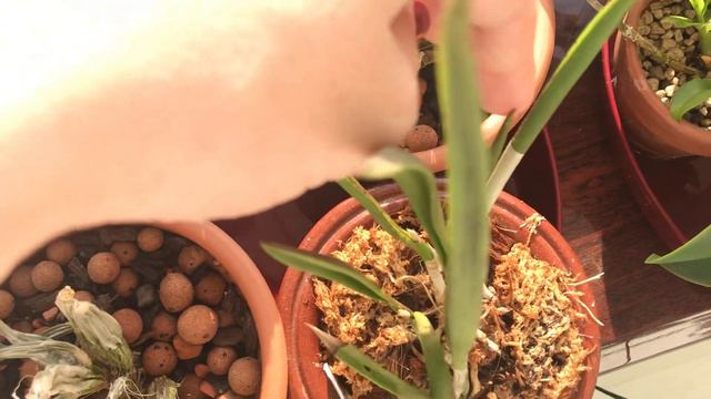 Обзор орхидей 20.10.2018 смотреть онлайн