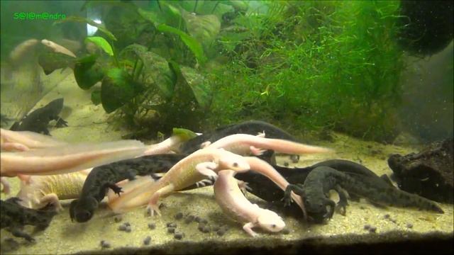 Pleurodeles waltl Feeding of the little rascals смотреть онлайн