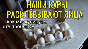 Наши куры снова расклёвывают яйца - точим клювы, делаем дебикирование #сезонконтентаRUTUBE