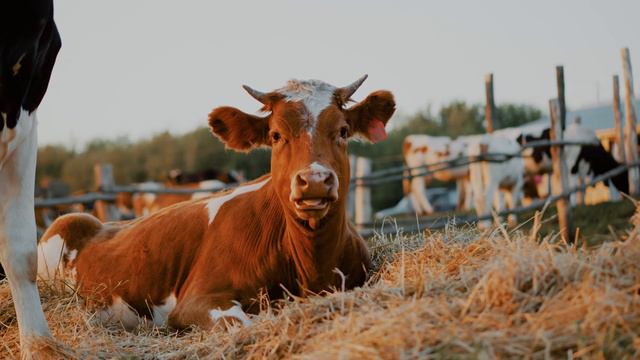 Ролик о продукте: АКТИВИТОН