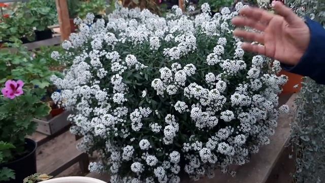БЛАГОДАРЯ ЭТОМУ УДОБРЕНИЮ ЦВЕТЫ ПЫШНО ЦВЕЛИ ВСЕ ЛЕТО петуния алиссум и другие цветы