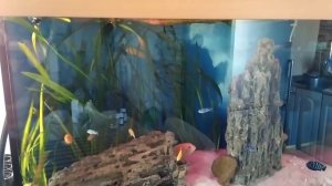 Мраморные камни в аквариуме