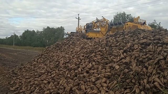 Уборка сахарной свеклы 2022!!! Комбайн ROPA и HOLMER. Настоящая мощь сельского хозяйства! смотреть онлайн