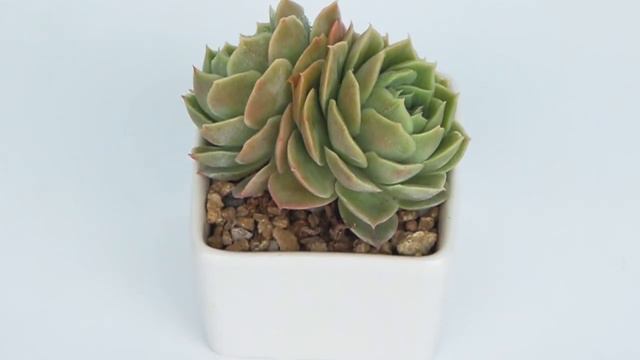 Dudu EC90_1 Colourful Rare Floweing Wholesale Aeonium Echeveria Natural Live Succulent смотреть онлайн