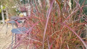 Miscanthus sinensis 'Red Chief'