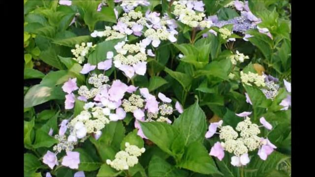 Tips on Growing Blue Cassell Hydrangea смотреть онлайн