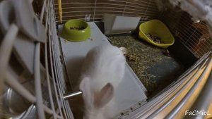 Домашний декоративный кролик. Ночная жизнь домашних животных.