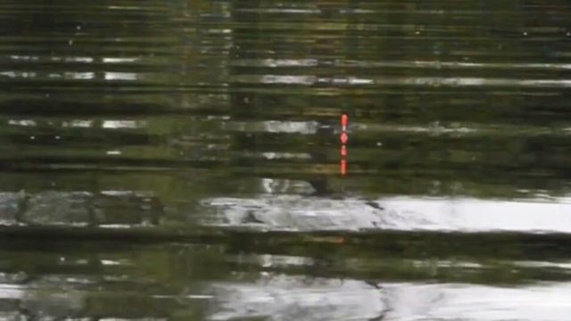 Первое видео, поплавочная рыбалка в центре Орла на реке Ока