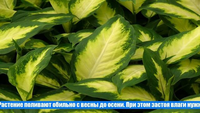 Комнатное растение Диффенбахия: уход в домашних условиях смотреть онлайн