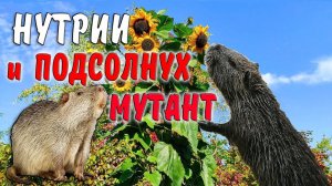 Нутрии и подсолнух - мутант!!!