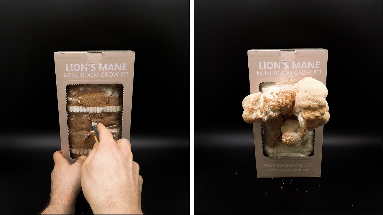 Выращивание грибов Lion's Mane - создано Boxlapse