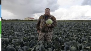 Капуста белокочанная Экспект F1