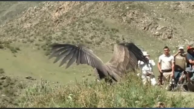Andean Condors Largest Flying Bird in the world Release Giant Condor Mendoza смотреть онлайн