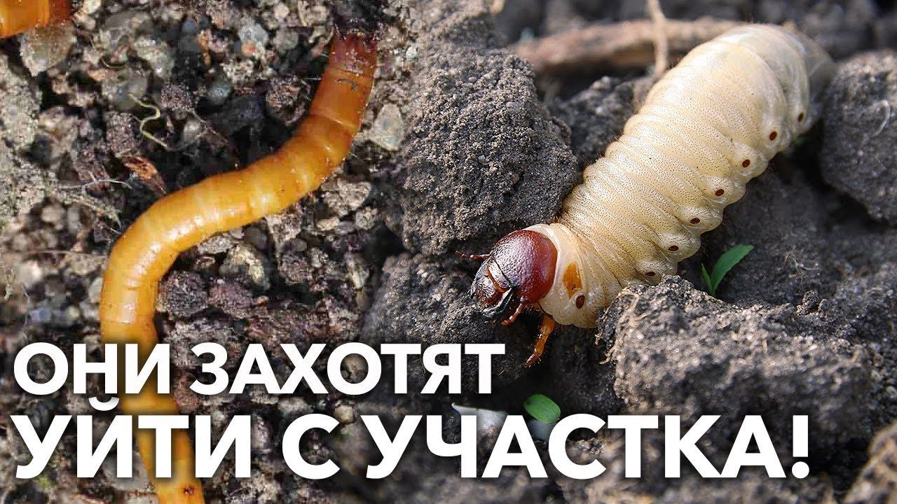 КАК ИЗБАВИТЬСЯ ОТ ПРОВОЛОЧНИКА И ЛИЧИНОК ХРУЩА В ПОЧВЕ?!