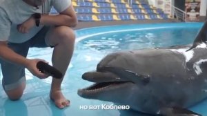 ? Dolphin show | A dolphin gives an interview