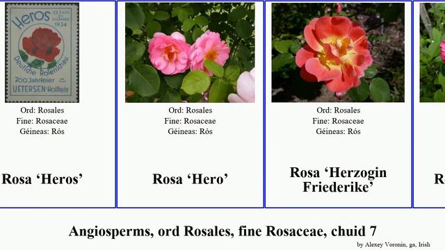 Angiosperms, ord Rosales, fine Rosaceae, chuid 7 golden james gloire des John Henry Celebration