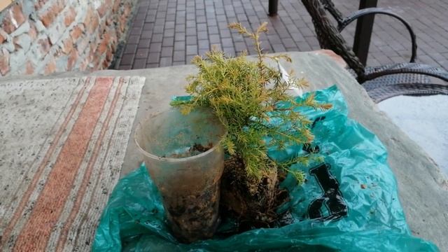 Туя западная ГОЛДЕН ТАФФЕТ !!!