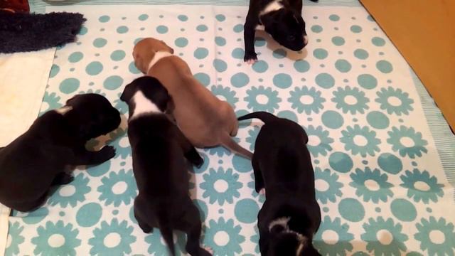 АСТ БЭСТ ЭЛЛИ’С К - эшки - 1. смотреть онлайн