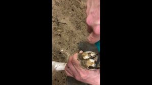Обрезка копыт у коз без станка. Заточка ножниц для обрезки копыт.